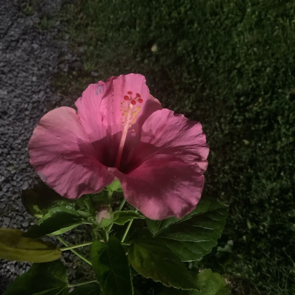 Meet your Posher, S - Picture 2 of 2